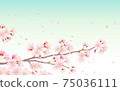Cherry blossom branches and petals flying in the blue sky 75036111