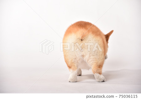 柯基的簡單肖像 75036115