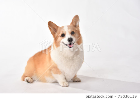 Corgi's simple portrait 75036119