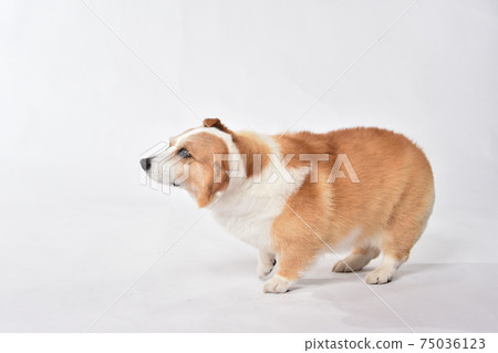 柯基的簡單肖像 75036123