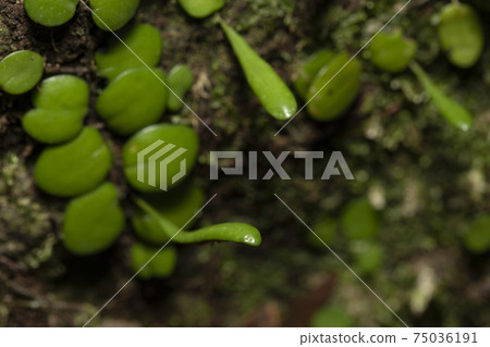 Lemmaphyllum sporophyll 75036191