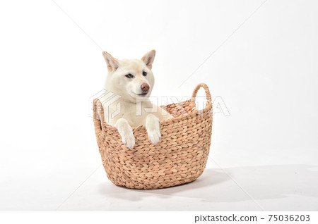 白髮柴犬在籃子裡 75036203