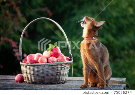 Harvest of apples in a basket and a very beautiful Abyssinian cat. Cat catches midges with its mouth, funny photo Harvest of apples in a basket and a very beautiful Abyssinian cat. Cat catches midges with its mouth, funny photo 75036274