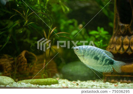 Trichogaster trichopterus fish in a beautiful aquarium Trichogaster trichopterus fish in a beautiful aquarium 75036295