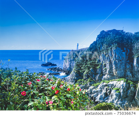 山茶花和披頭角 75036674