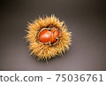 Kuri 2 75036761