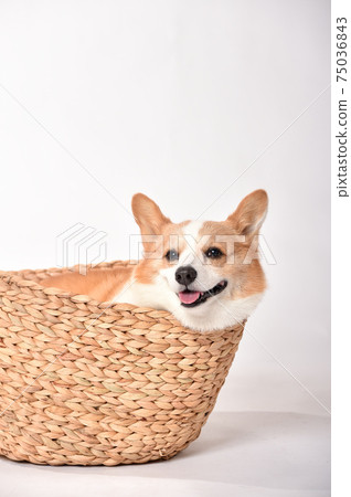 Corgi in the basket 75036843