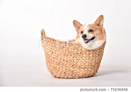 Corgi in the basket Corgi in the basket 75036846