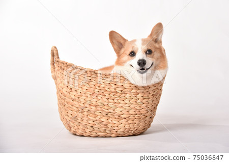 Corgi in the basket 75036847