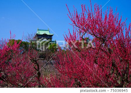 Umebayashi of Osaka Castle in fine weather (2021) Umebayashi of Osaka Castle in fine weather (2021) 75036945