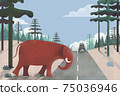 elephant crossing the road forest 75036946