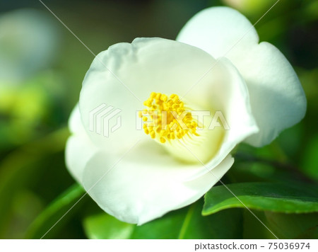 茶花展盛放 茶花展盛放 75036974