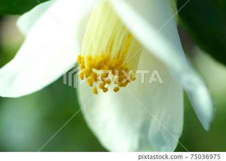 Camellia exhibition in full bloom Camellia exhibition in full bloom 75036975