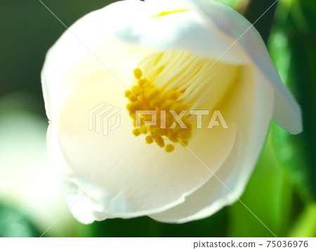 茶花展盛放 茶花展盛放 75036976