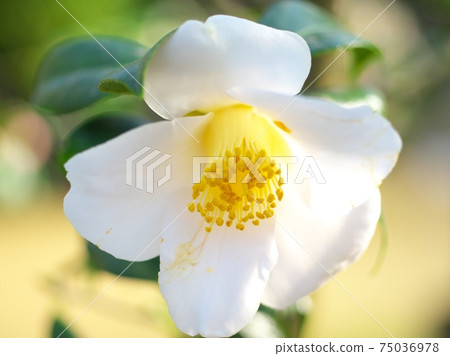 Camellia exhibition in full bloom Camellia exhibition in full bloom 75036978