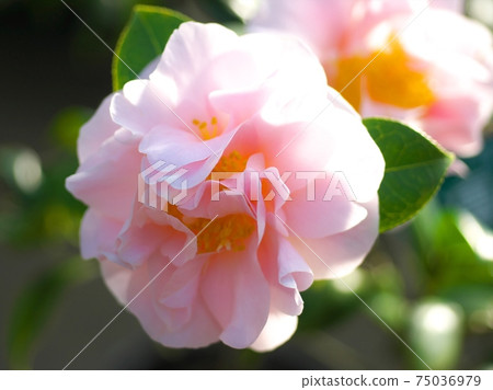 茶花展盛放 75036979