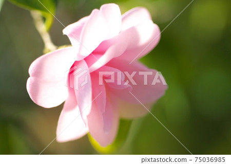 Camellia exhibition in full bloom Camellia exhibition in full bloom 75036985