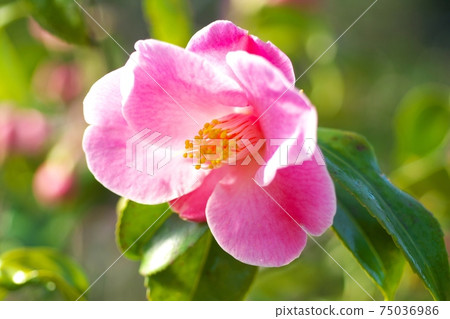 茶花展盛放 茶花展盛放 75036986