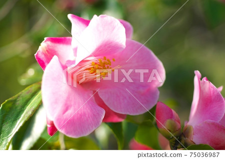 茶花展盛放 75036987
