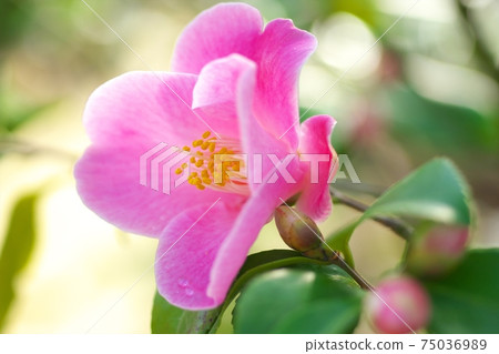 茶花展盛放 茶花展盛放 75036989