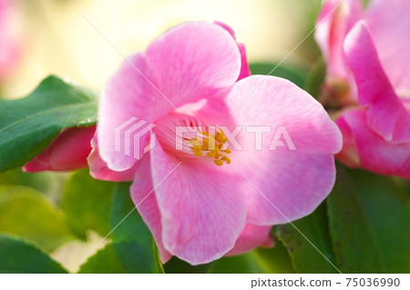 茶花展盛放 茶花展盛放 75036990