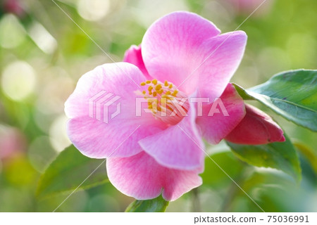 Camellia exhibition in full bloom Camellia exhibition in full bloom 75036991