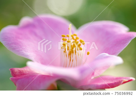 Camellia exhibition in full bloom Camellia exhibition in full bloom 75036992