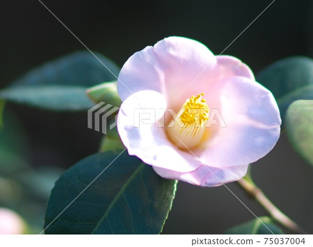 茶花展盛放 茶花展盛放 75037004
