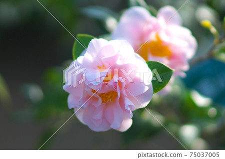 Camellia exhibition in full bloom Camellia exhibition in full bloom 75037005