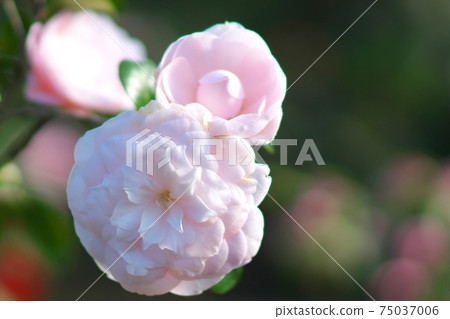 茶花展盛放 茶花展盛放 75037006