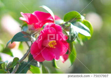 茶花展盛放 茶花展盛放 75037007