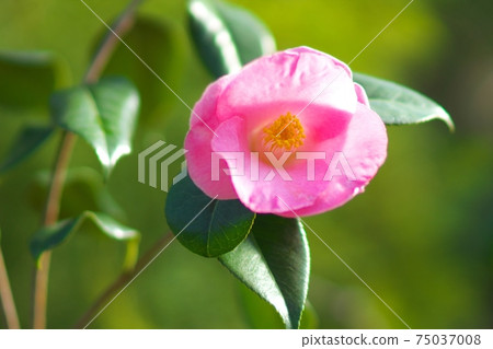 Camellia exhibition in full bloom Camellia exhibition in full bloom 75037008