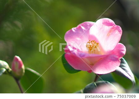 茶花展盛放 茶花展盛放 75037009