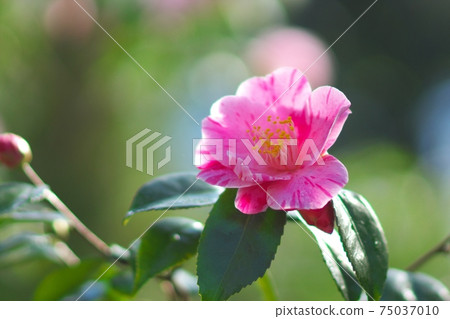 茶花展盛放 茶花展盛放 75037010