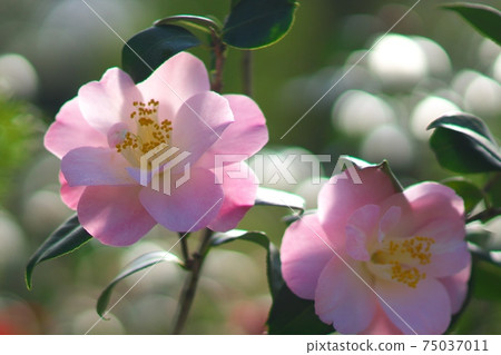 茶花展盛放 茶花展盛放 75037011