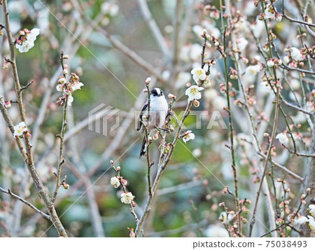 Long-tailed tit, a cute little bird that perches on a branch of white plum Long-tailed tit, a cute little bird that perches on a branch of white plum 75038493