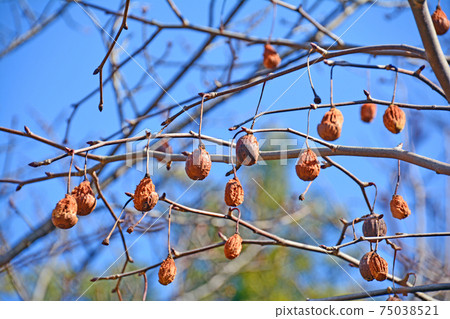 早春的手帕,放氣的水果,藍色的天空 早春的手帕,放氣的水果,藍色的天空 75038521