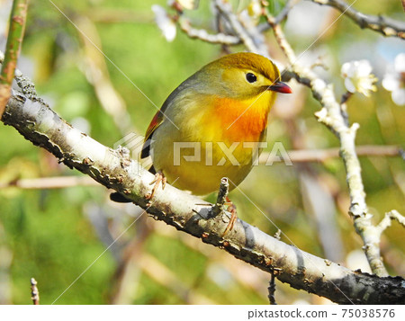 一隻五顏六色的鳥，紅嘴的狐猴，棲息在白李的樹枝上 75038576