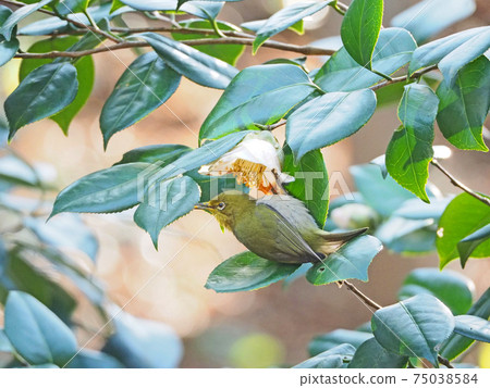 棲息在山茶樹上吮吸蜂蜜的可愛白眼睛 棲息在山茶樹上吮吸蜂蜜的可愛白眼睛 75038584