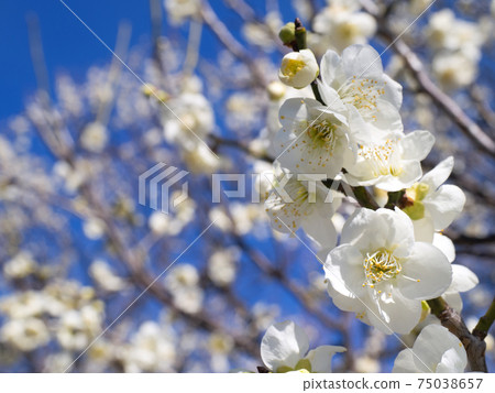 白梅，花萼梅 75038657