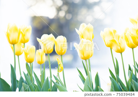 Yellow tulip flowers bloom on the banks of the pond Yellow tulip flowers bloom on the banks of the pond 75039484