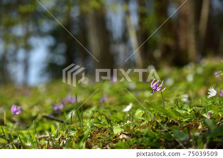 Katakuri flowers blooming in the thickets of the forest park 75039509