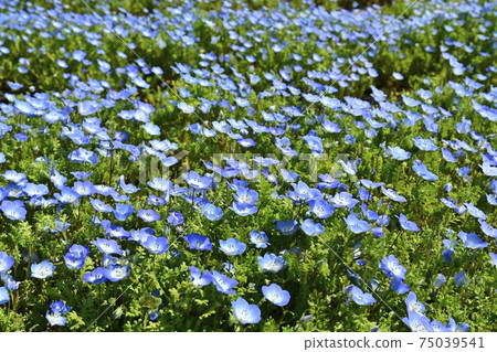 Nemophila flower field in the forest park 75039541