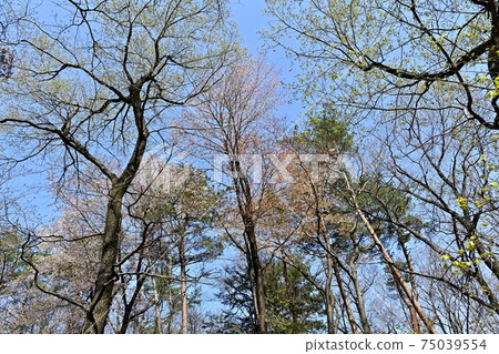 森林公園的灌木叢中盛開的野櫻桃花 75039554