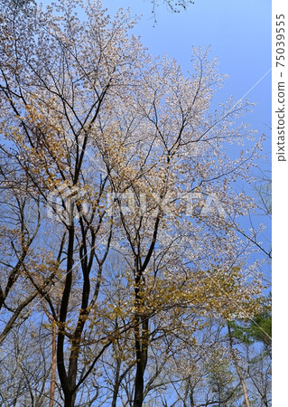 Wild cherry blossoms blooming in the thickets of the forest park 75039555