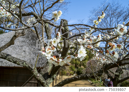 Old folk house and white plum blossoms in Yakushiike Park, Machida City 75039807