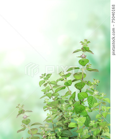 Vertical banner with green peppermint leaves Vertical banner with green peppermint leaves 75040168