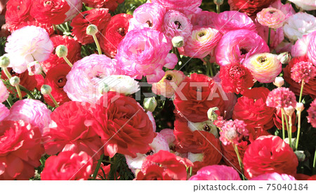 Ranunculus flowers on flowerbed Ranunculus flowers on flowerbed 75040184