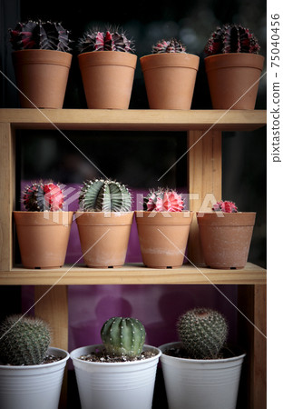 stack of cactus pot on wooden shelf stack of cactus pot on wooden shelf 75040456
