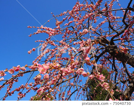 Plum blossoms: spring visit Plum blossoms: spring visit 75040730